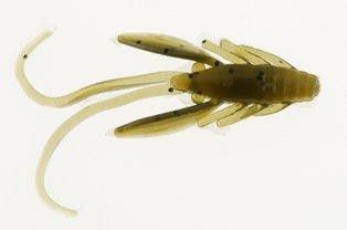 Berkley PowerBait® Power® Nymph 1"