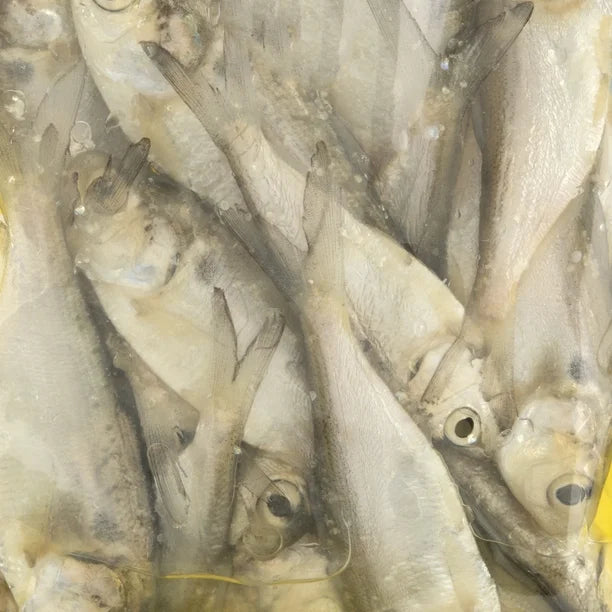 Killer Bee Bait WHOLE BAITFISH