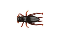 Berkley Cricket Soft Bait