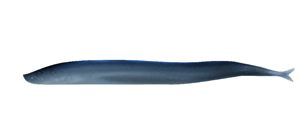 Berkley Sand Eel 5"