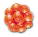 Berkley Trout Egg Bait