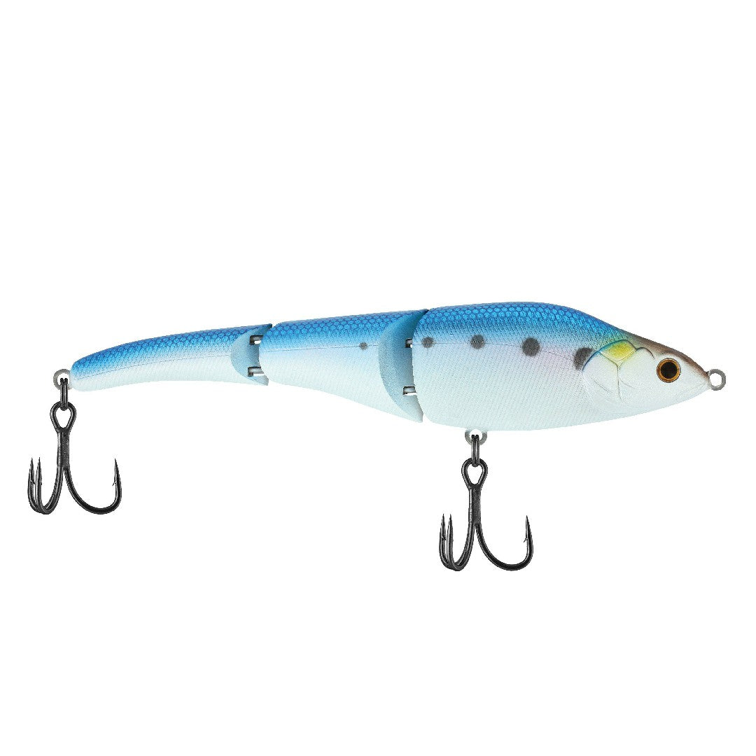American Shad