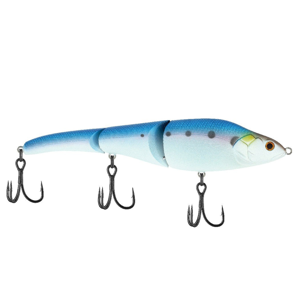 American Shad