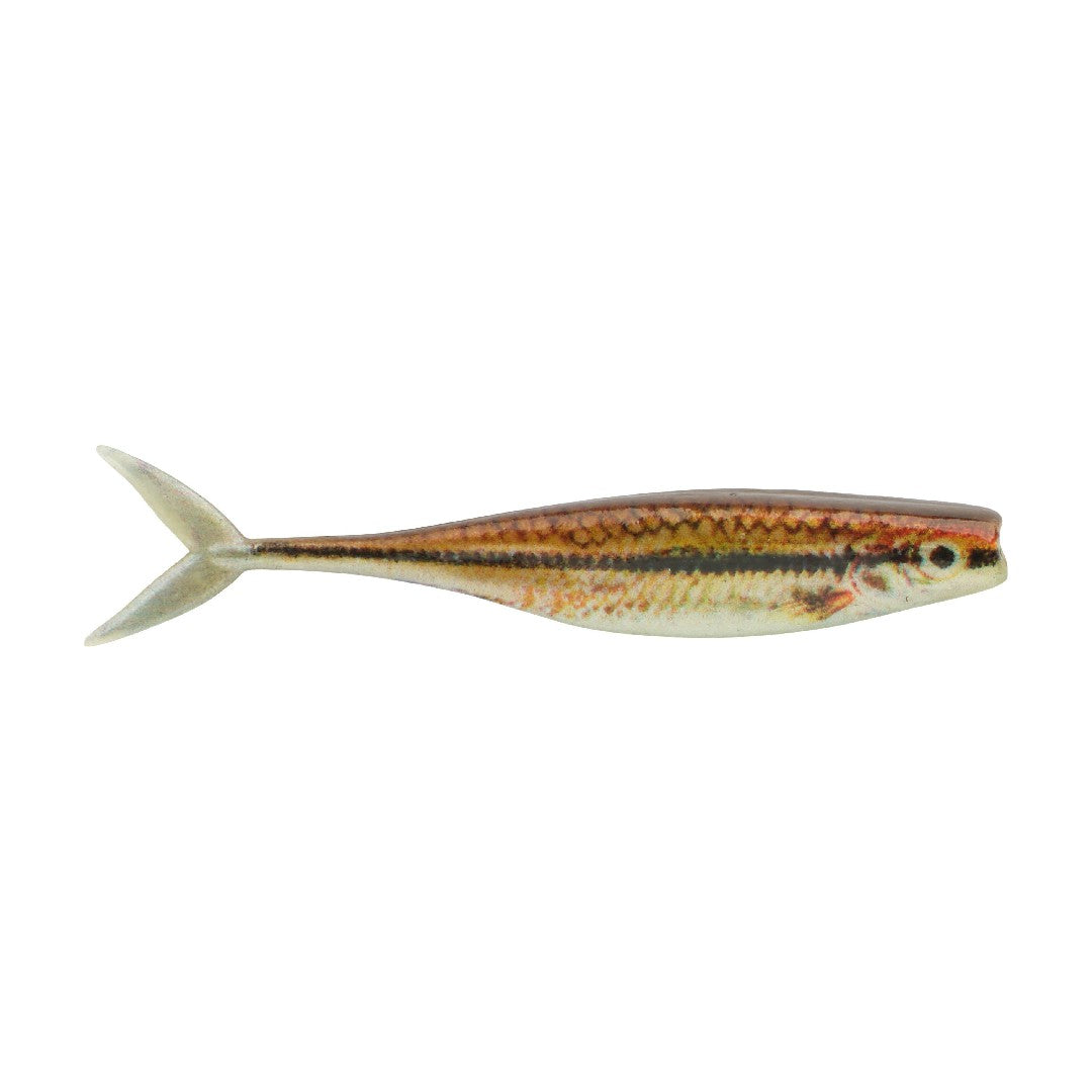 HD Blacknose Shiner