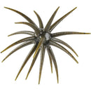Berkley PowerBait MaxScent 'Moeba Dice Baits