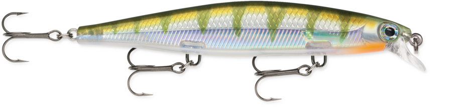 Yellow Perch