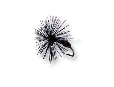 Perfect Black Ant Size 12