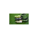 Scum Frog Popper Lure