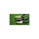 Scum Frog 1/2oz Lure