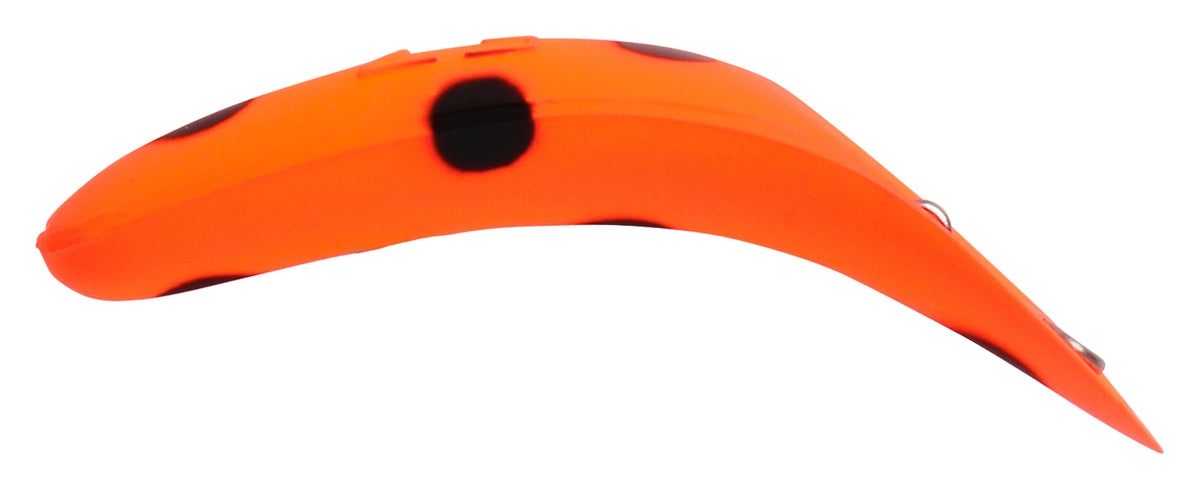 Orange Flo Black Spot