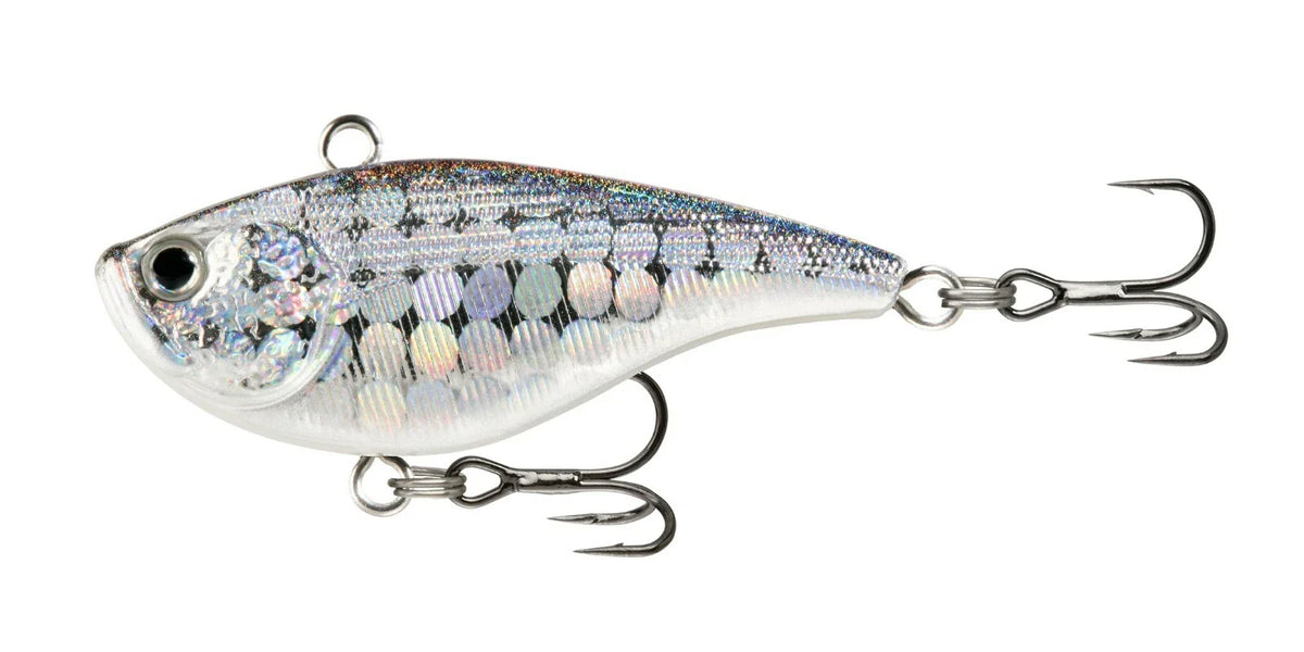 Disco Shad